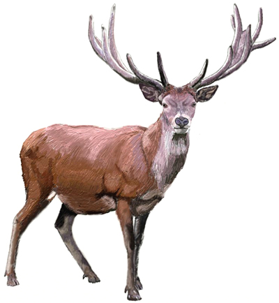 Шаг 6